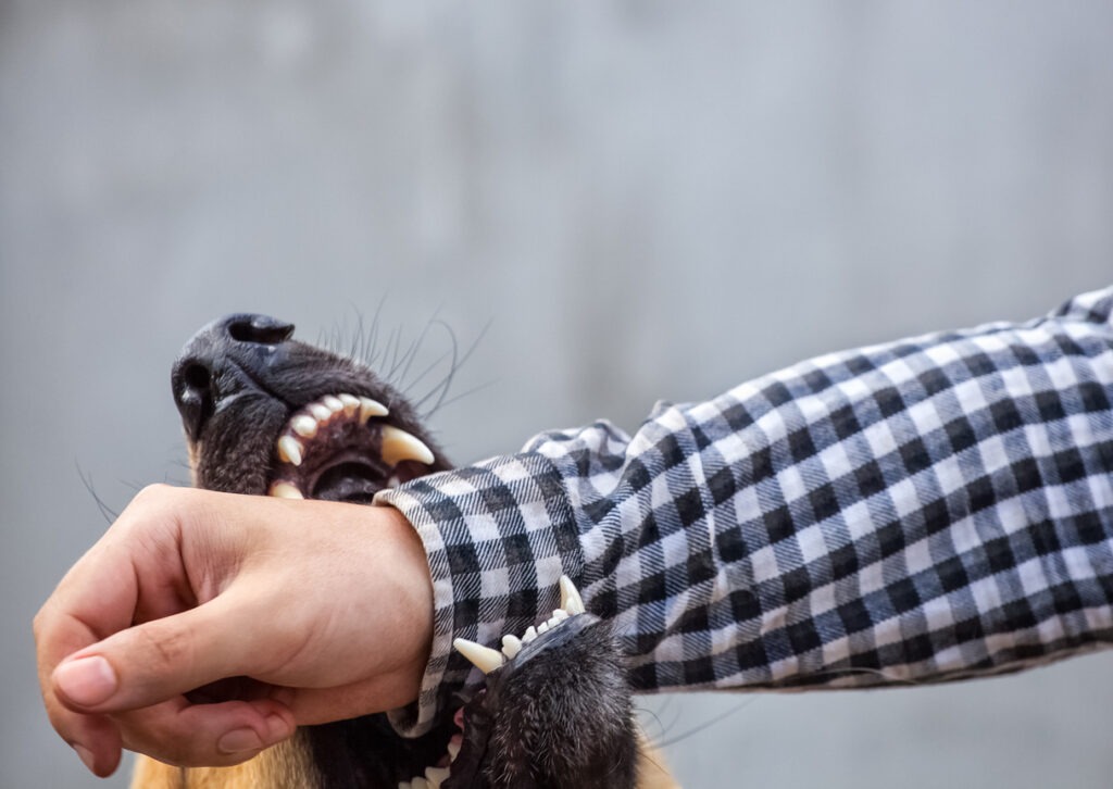 Dog biting the arm of a person