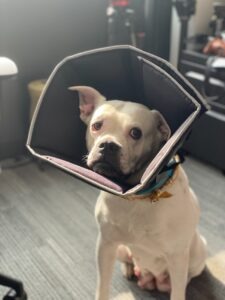 lawyer for minor dog bite injuries