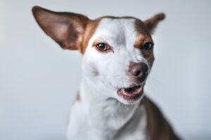 dog bite attorneys in Massachusetts