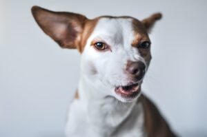 How Long Do You Have To File A Dog Bite Case In Massachusetts?