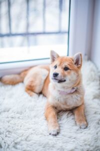 Compensation for dog bites in Massachusetts
