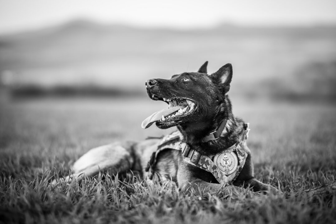what-happens-if-a-police-dog-attacks-you