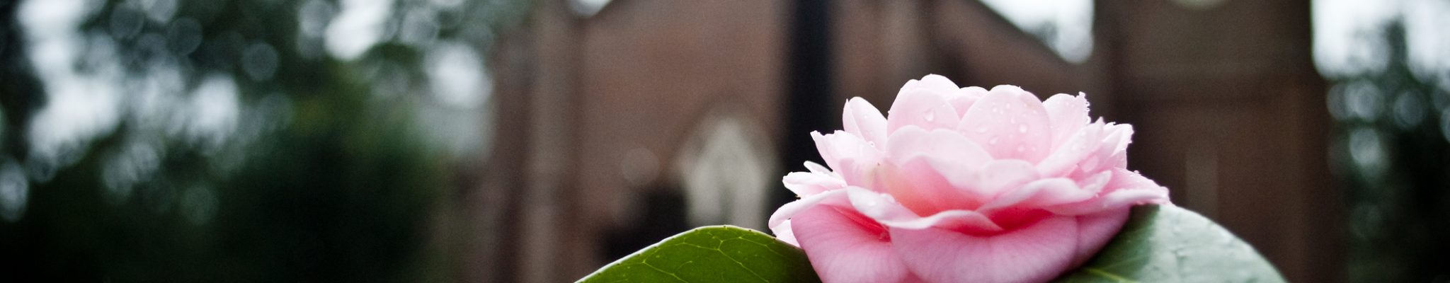 Rose on grave